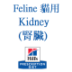 腎臟 Kidney 